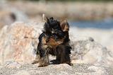 YORKSHIRE TERRIER 273